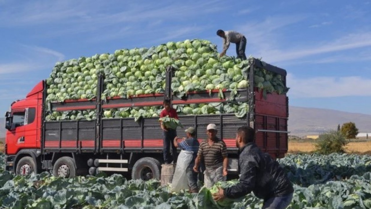 Foto - O ilimizde hasat başladı! Tarlada kilosu 10 lira ama üretici memnun
