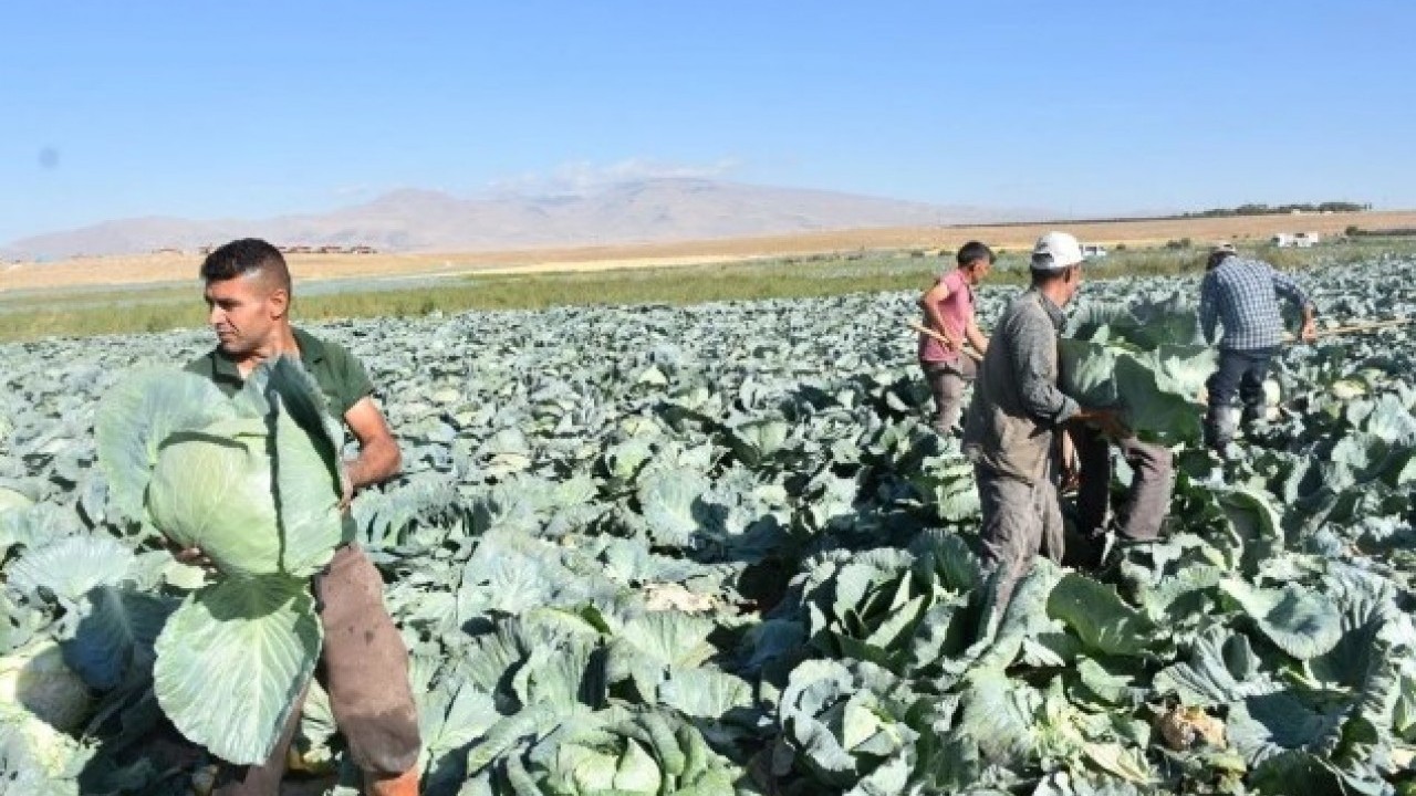 O ilimizde hasat başladı! Tarlada kilosu 10 lira ama üretici memnun