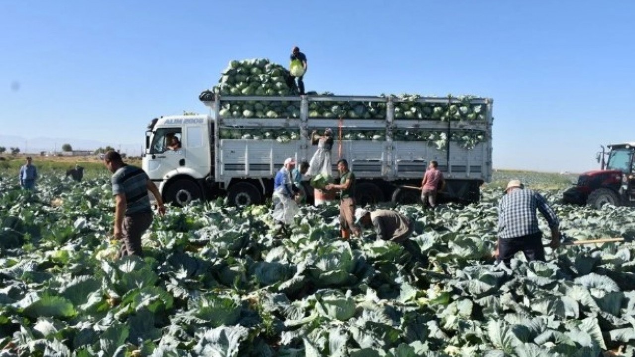 Foto - O ilimizde hasat başladı! Tarlada kilosu 10 lira ama üretici memnun