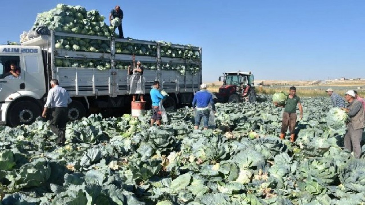 Foto - O ilimizde hasat başladı! Tarlada kilosu 10 lira ama üretici memnun