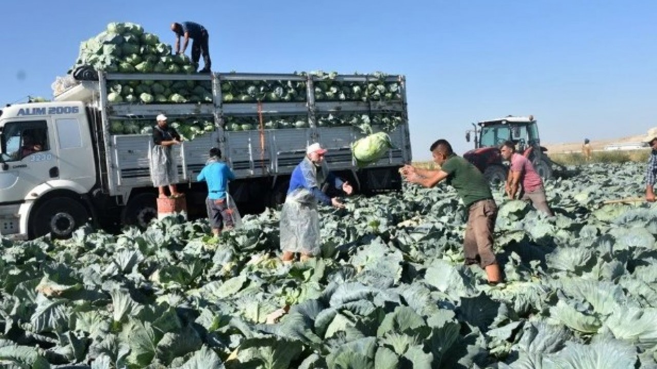 Foto - O ilimizde hasat başladı! Tarlada kilosu 10 lira ama üretici memnun