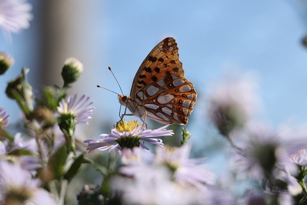 Foto - O ilimizde ‘İspanyol kraliçesi’ görüntülendi