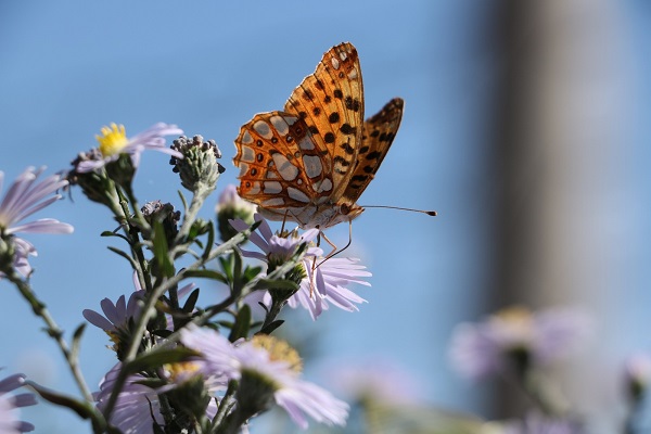 Foto - O ilimizde ‘İspanyol kraliçesi’ görüntülendi