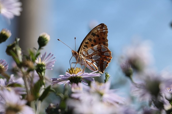 Foto - O ilimizde ‘İspanyol kraliçesi’ görüntülendi