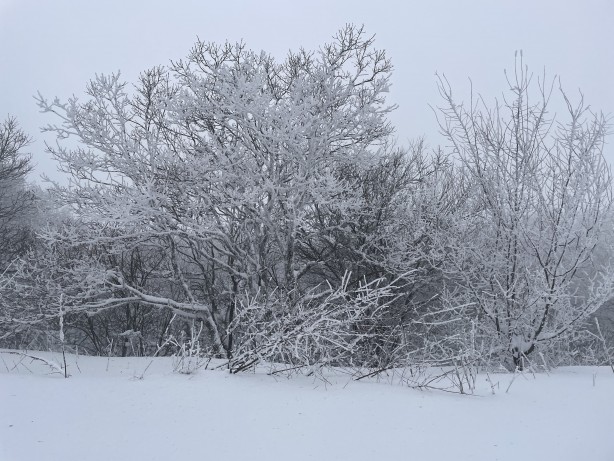 Foto - O ilimizde kar kalınlığı 1 metreye ulaştı! 37 köy yolu ulaşıma kapandı!