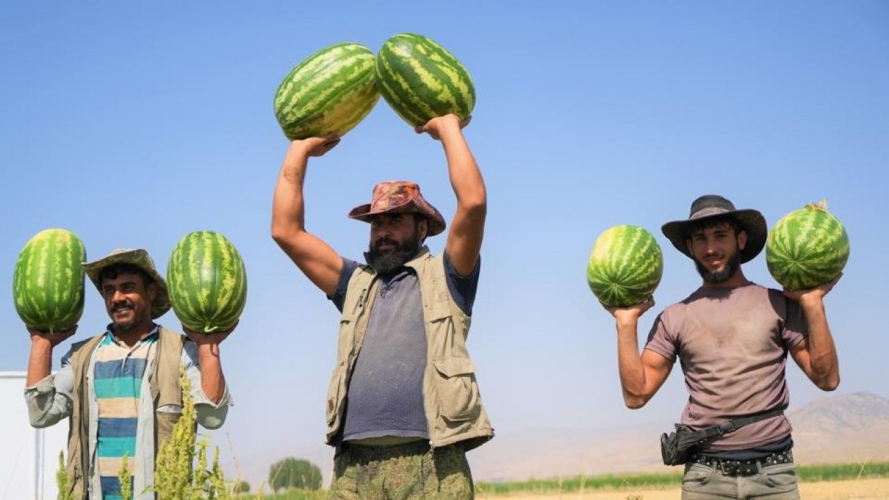 O ilimizde karpuz hasadı yüzleri güldürdü! 2 milyar liralık gelir bekleniyor