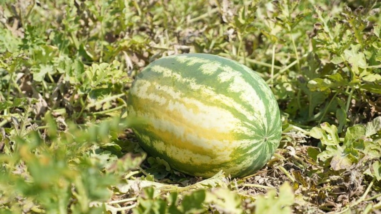 Foto - O ilimizde karpuz hasadı yüzleri güldürdü! 2 milyar liralık gelir bekleniyor