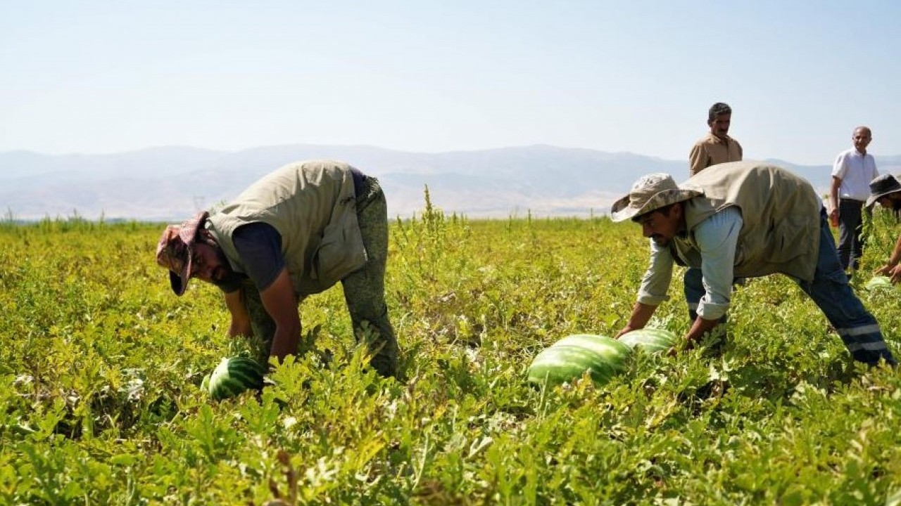 Foto - O ilimizde karpuz hasadı yüzleri güldürdü! 2 milyar liralık gelir bekleniyor