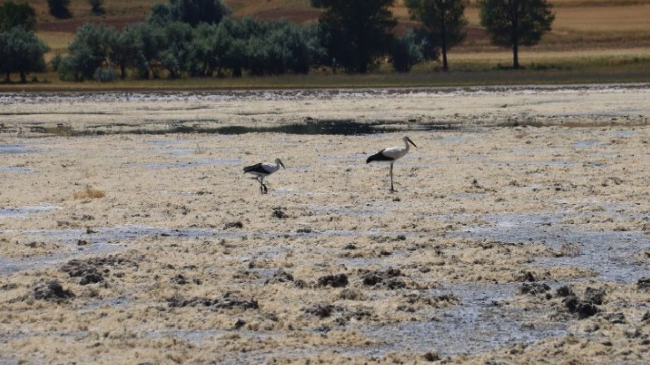 Foto - O ilimizde korkutan görüntü! Göçmen kuşlara ev sahipliği yapan göl kurudu