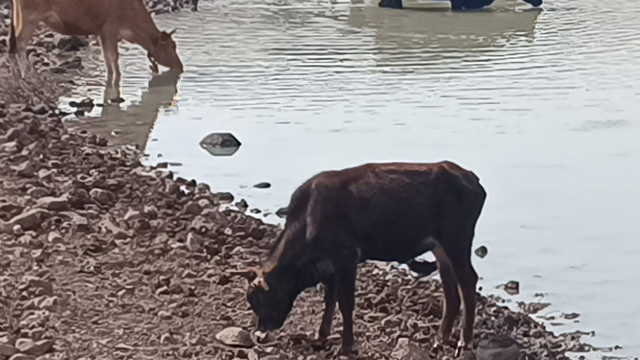 Foto - O ilimizde korkutan tablo! Göletler bir bir yok oluyor