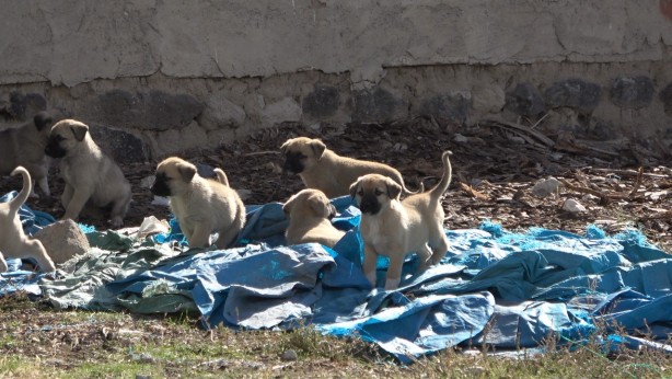 Foto - O ilimizde kuduz köpek paniği!