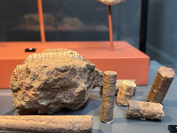 Foto - O ilimizde müzede sergileniyor! 545 milyon yıllık... Resmen denizden fışkıran bir tarih...