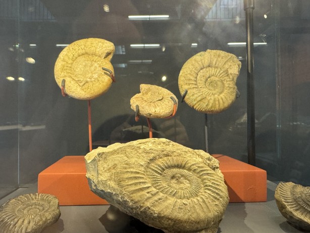 Foto - O ilimizde müzede sergileniyor! 545 milyon yıllık... Resmen denizden fışkıran bir tarih...