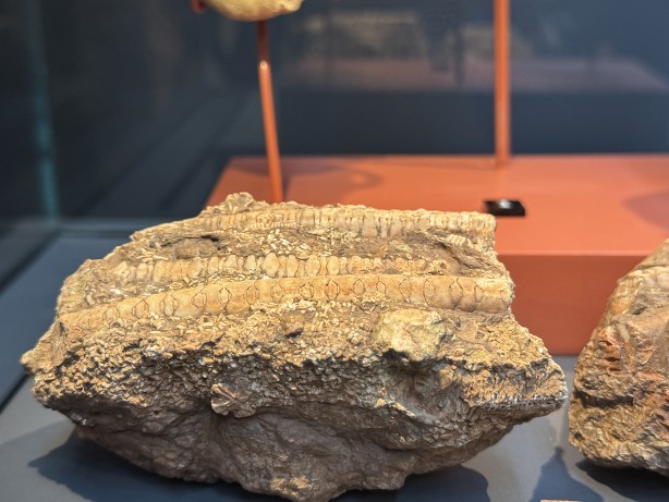 Foto - O ilimizde müzede sergileniyor! 545 milyon yıllık... Resmen denizden fışkıran bir tarih...