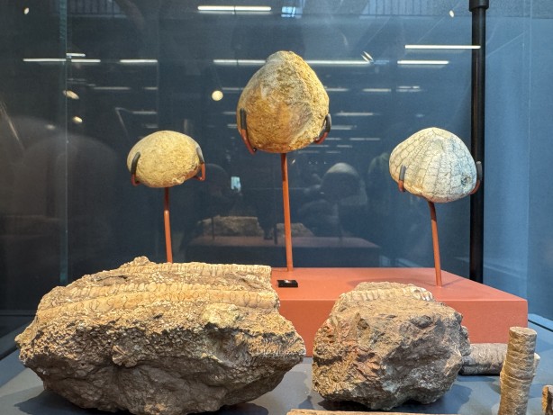 Foto - O ilimizde müzede sergileniyor! 545 milyon yıllık... Resmen denizden fışkıran bir tarih...