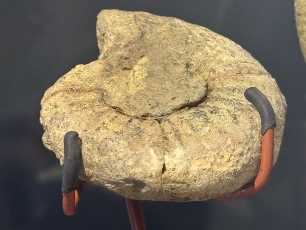 Foto - O ilimizde müzede sergileniyor! 545 milyon yıllık... Resmen denizden fışkıran bir tarih...