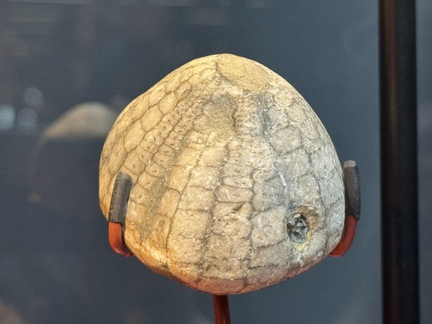 Foto - O ilimizde müzede sergileniyor! 545 milyon yıllık... Resmen denizden fışkıran bir tarih...