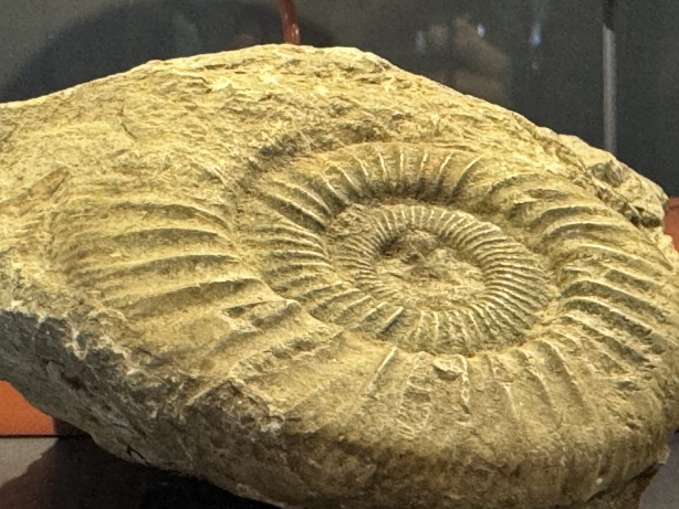 Foto - O ilimizde müzede sergileniyor! 545 milyon yıllık... Resmen denizden fışkıran bir tarih...