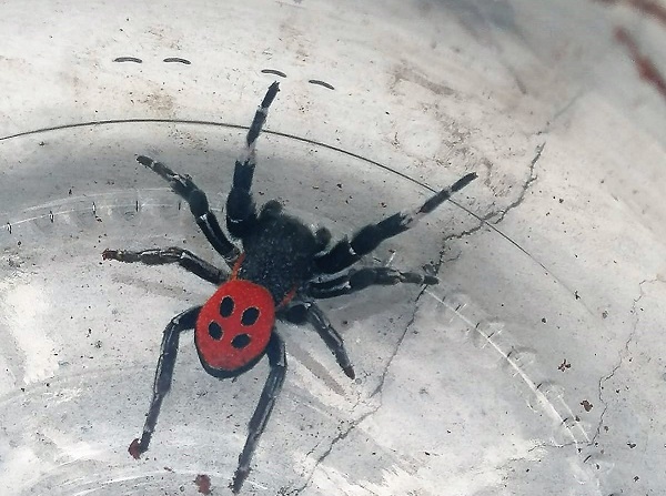 O ilimizde ortaya çıktı! Bu uğur böceği çok tehlikeli