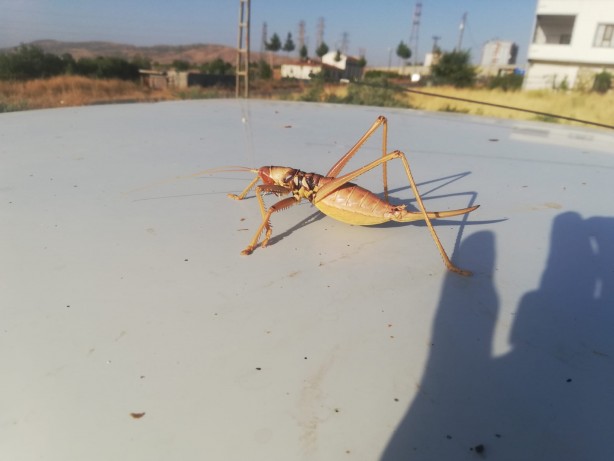 Foto - O ilimizde ortaya çıktı görenler hayrete düştü! Uzmanlar uyardı: Sakın öldürmeyin!
