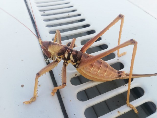 Foto - O ilimizde ortaya çıktı görenler hayrete düştü! Uzmanlar uyardı: Sakın öldürmeyin!