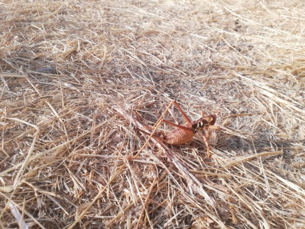 Foto - O ilimizde ortaya çıktı görenler hayrete düştü! Uzmanlar uyardı: Sakın öldürmeyin!