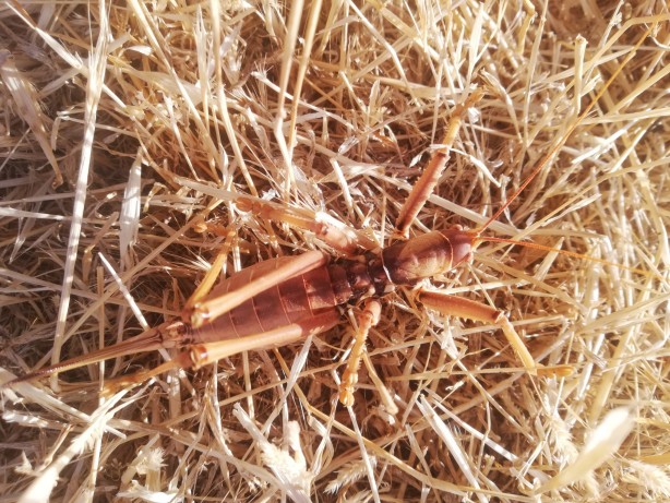 Foto - O ilimizde ortaya çıktı görenler hayrete düştü! Uzmanlar uyardı: Sakın öldürmeyin!