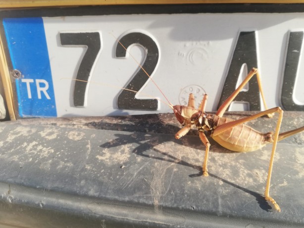 Foto - O ilimizde ortaya çıktı görenler hayrete düştü! Uzmanlar uyardı: Sakın öldürmeyin!