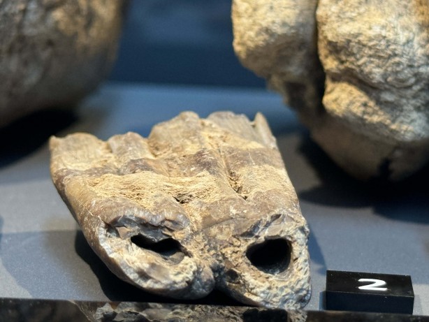 O ilimizde ortaya çıktı: Resmen tarih fışkırıyor: İlk kez teşhir edildi: 1 veya 2 milyon yıl önce…