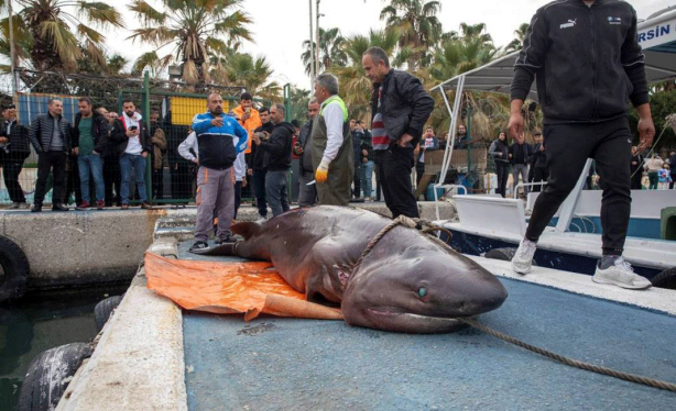 Foto - O ilimizde son 20 günde 2 köpekbalığı yakalandı! Deniz kıyısına gidenler dikkat etmeli