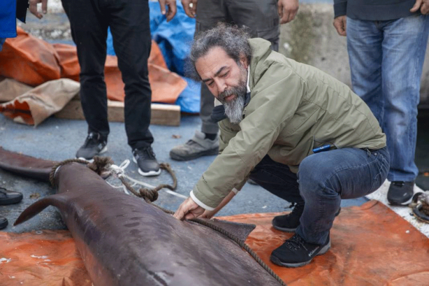 Foto - O ilimizde son 20 günde 2 köpekbalığı yakalandı! Deniz kıyısına gidenler dikkat etmeli