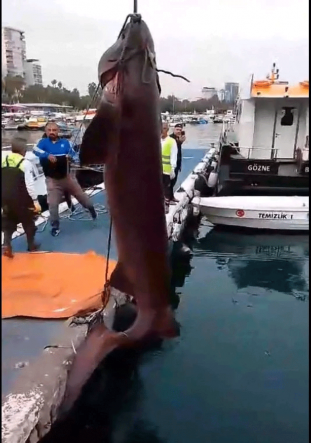 Foto - O ilimizde son 20 günde 2 köpekbalığı yakalandı! Deniz kıyısına gidenler dikkat etmeli