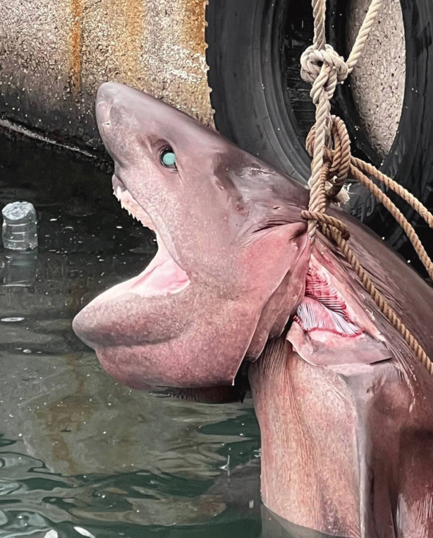 Foto - O ilimizde son 20 günde 2 köpekbalığı yakalandı! Deniz kıyısına gidenler dikkat etmeli