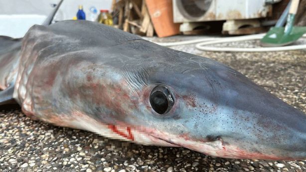Foto - O ilimizde son 20 günde 2 köpekbalığı yakalandı! Deniz kıyısına gidenler dikkat etmeli