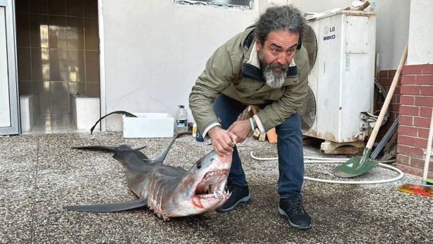 Foto - O ilimizde son 20 günde 2 köpekbalığı yakalandı! Deniz kıyısına gidenler dikkat etmeli