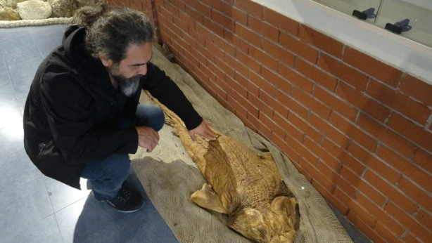 Foto - O ilimizde son 20 günde 2 köpekbalığı yakalandı! Deniz kıyısına gidenler dikkat etmeli