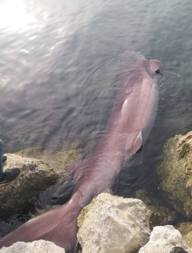 Foto - O ilimizde son 20 günde 2 köpekbalığı yakalandı! Deniz kıyısına gidenler dikkat etmeli