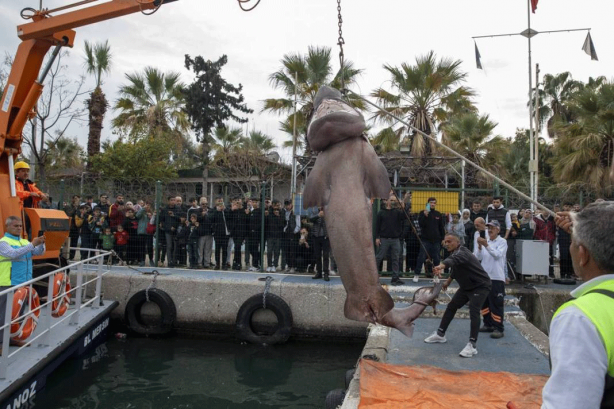 Foto - O ilimizde son 20 günde 2 köpekbalığı yakalandı! Deniz kıyısına gidenler dikkat etmeli