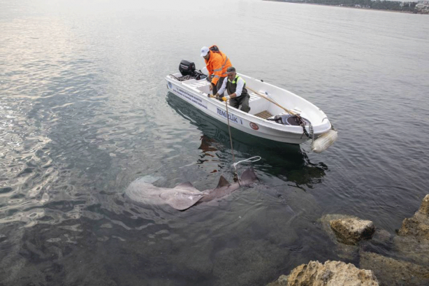 Foto - O ilimizde son 20 günde 2 köpekbalığı yakalandı! Deniz kıyısına gidenler dikkat etmeli