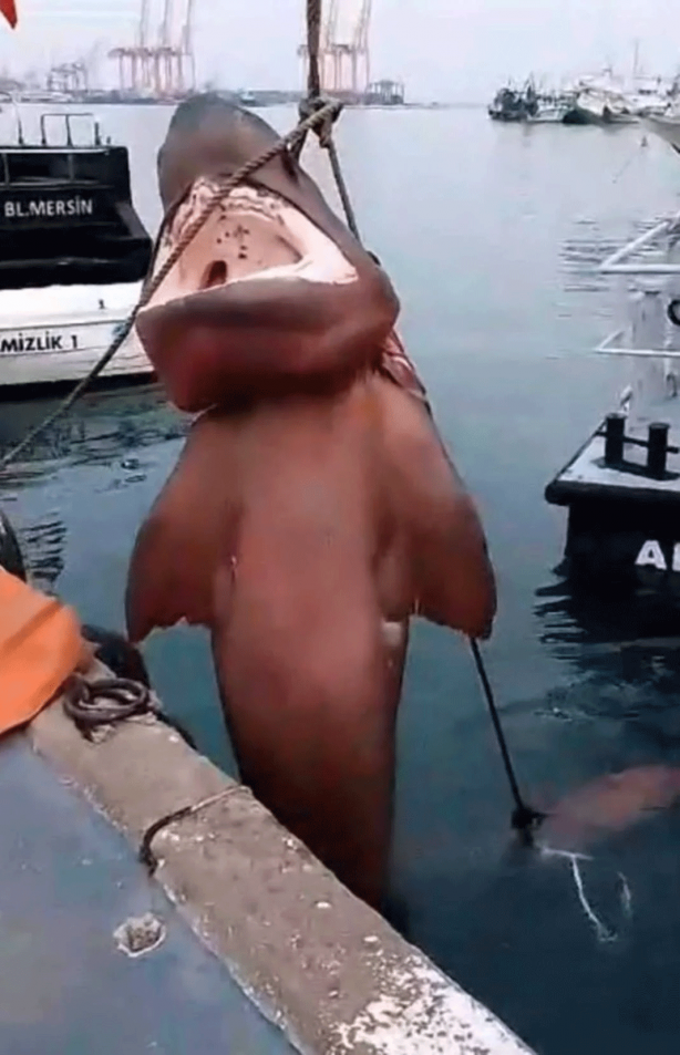 O ilimizde son 20 günde 2 köpekbalığı yakalandı! Deniz kıyısına gidenler dikkat etmeli