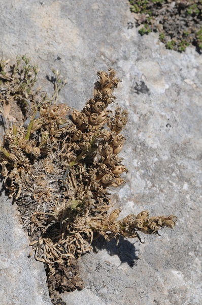 Foto - O ilimizde yeni bir bitki türü keşfedildi