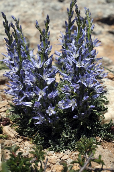 Foto - O ilimizde yeni bir bitki türü keşfedildi
