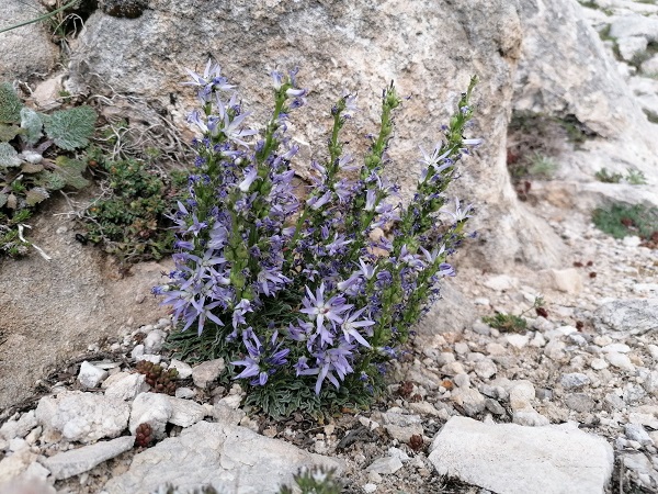 Foto - O ilimizde yeni bir bitki türü keşfedildi