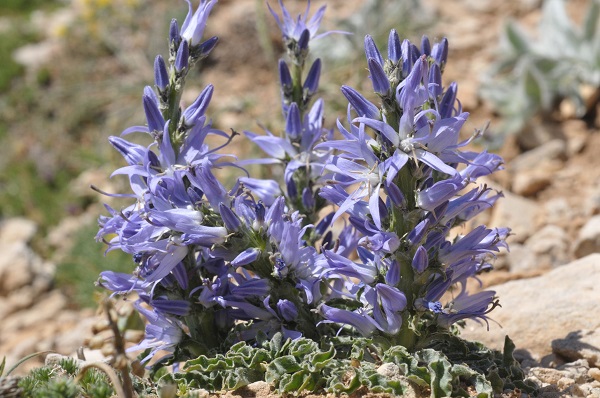 O ilimizde yeni bir bitki türü keşfedildi