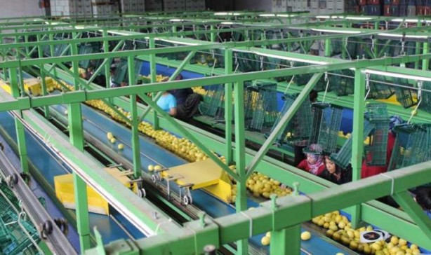 Foto - O ilimizde yetişiyor, Almanya'ya gidiyor! İhracatta çığır açan ürün! Paraya para demiyorlar