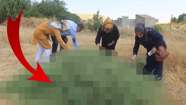O ilimizde yetişiyor, bölge halkı adeta para basıyor! Bu bitki tam bir vitamin deposu! Her derde deva