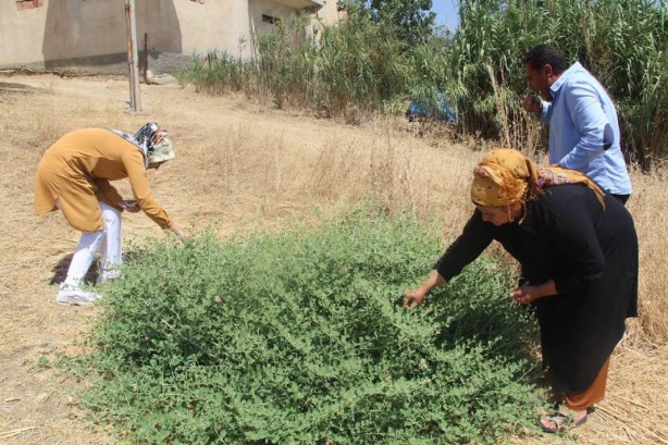 Foto - O ilimizde yetişiyor, bölge halkı adeta para basıyor! Bu bitki tam bir vitamin deposu! Her derde deva
