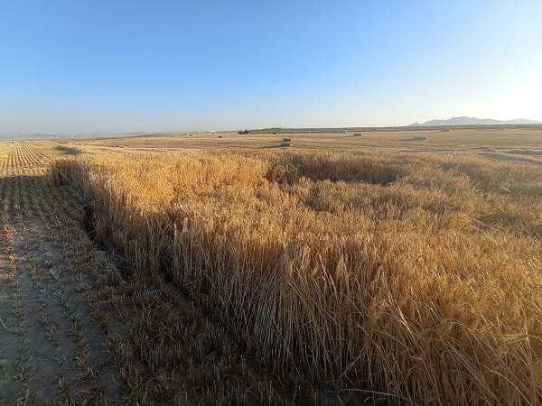 Foto - O ilimizde yine obruk oluştu