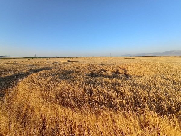 Foto - O ilimizde yine obruk oluştu