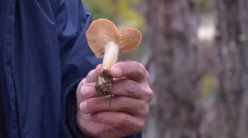 Foto - O ilimizdeki ormanda gizli hazineyi buldu! Her gün gelip 4 saat çalışıp 90 bin lira kazanıyor